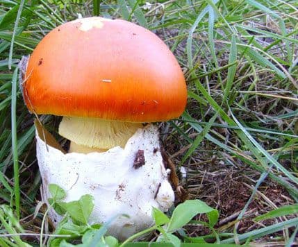 PRIJETI ISTREBLJENJE: Agencija traži zabranu sakupljanja pečurke blagve, a da se bakrenjak zakonom zaštiti PRIJETI ISTREBLJENJE: Agencija traži zabranu sakupljanja pečurke blagve, a da se bakrenjak zakonom zaštiti