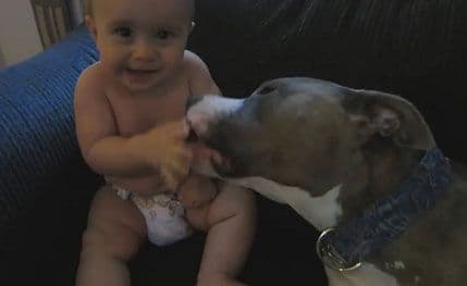 VIDEO: Pit bulovi su opasni? VIDEO: Pit bulovi su opasni?