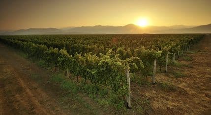 Plantaže značajno povećale prodaju i smanjile troškove  Plantaže značajno povećale prodaju i smanjile troškove