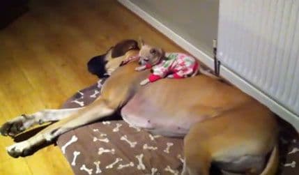 VIDEO: Doga kao krevet za čivavu VIDEO: Doga kao krevet za čivavu