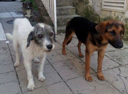 Cijena bezuslovne ljubavi Cijena bezuslovne ljubavi