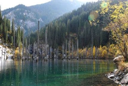 FENOMEN: Šuma koja raste iz jezera FENOMEN: Šuma koja raste iz jezera