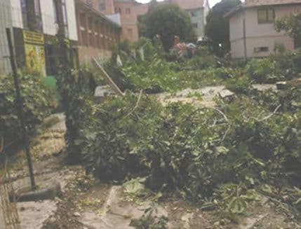 Breznica: Besomučna sječa šuma u centru Pljevalja Breznica: Besomučna sječa šuma u centru Pljevalja