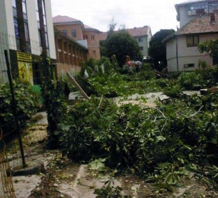 “Breznica” podnijela krvičnu prijavu zbog sječe drvoreda divljeg kestena “Breznica” podnijela krvičnu prijavu zbog sječe drvoreda divljeg kestena