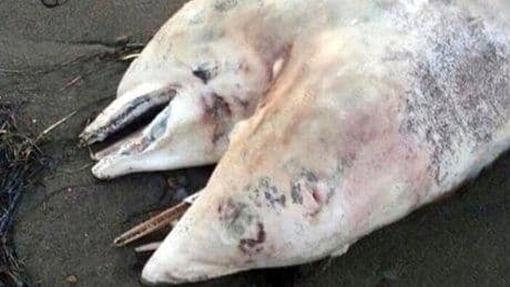 Pronađen dvoglavi delfin kod Izmira Pronađen dvoglavi delfin kod Izmira
