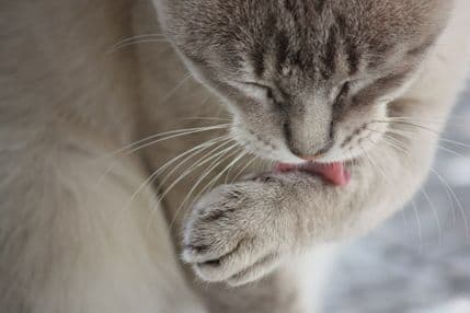 Ovo je siguran znak da sa mačkom nešto nije u redu Ovo je siguran znak da sa mačkom nešto nije u redu