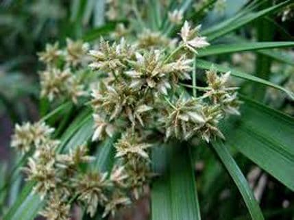 Papirus kao novi super filter protiv zagađenja vode Papirus kao novi super filter protiv zagađenja vode