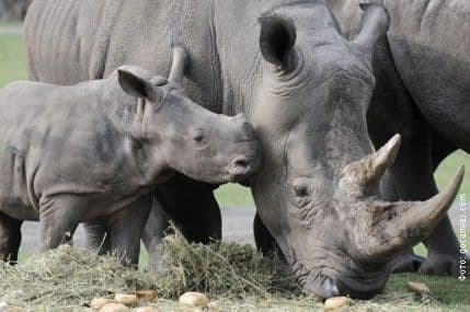 Južna Afrika evakuiše nosoroge Južna Afrika evakuiše nosoroge