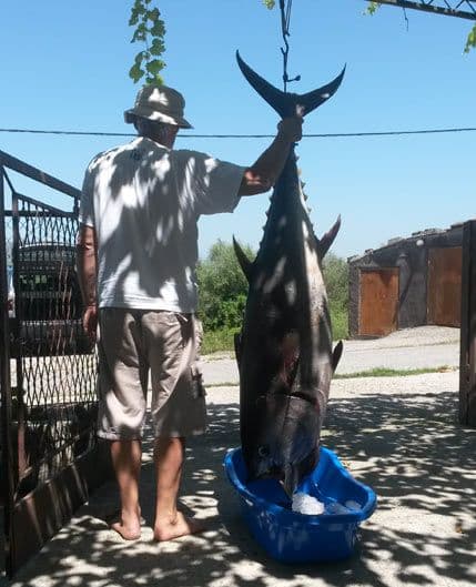 KAPITALAC: Tuna od 63 kilograma ulovljena u blizini Ulcinja! KAPITALAC: Tuna od 63 kilograma ulovljena u blizini Ulcinja!
