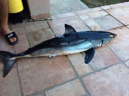 BAR: Ulovljen rijedak primjerak mako ajkule BAR: Ulovljen rijedak primjerak mako ajkule