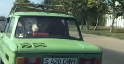 Samo u Rusiji: Krava na zadnjem sjedištu automobila (VIDEO) Samo u Rusiji: Krava na zadnjem sjedištu automobila (VIDEO)