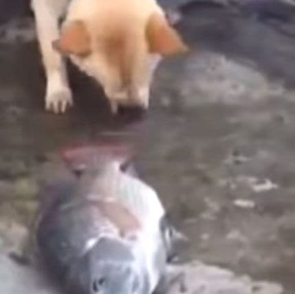 VIDEO: Ovo će vam uljepšati dan! VIDEO: Ovo će vam uljepšati dan!