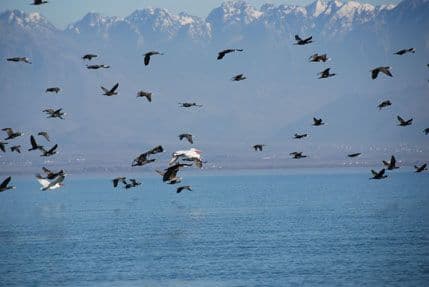 Pojačana patrolna aktivnost na prostoru NP Skadarsko jezero Pojačana patrolna aktivnost na prostoru NP Skadarsko jezero