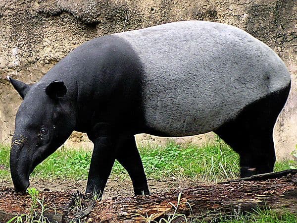 Čudo: Rođen prvi mužjak tapira u britanskom zoo vrtu Čudo: Rođen prvi mužjak tapira u britanskom zoo vrtu