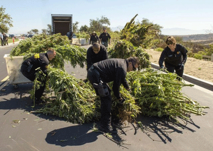 Velika zaplijena marihuane u SAD (VIDEO) Velika zaplijena marihuane u SAD (VIDEO)