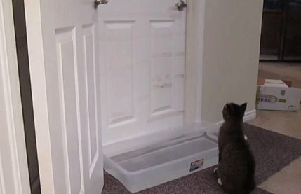 Otključati vrata? Mačiji kašalj! (VIDEO) Otključati vrata? Mačiji kašalj! (VIDEO)