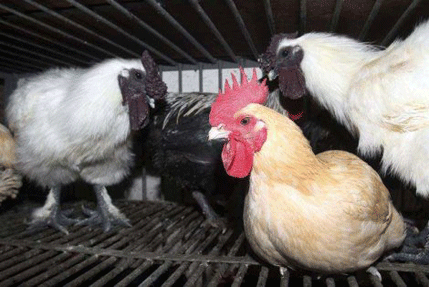 Pijetlu okačio elektronsku narukvicu da bi prodavao drogu Pijetlu okačio elektronsku narukvicu da bi prodavao drogu