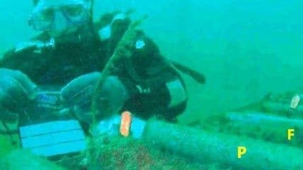 Novi podmorski kablovski sistem prkosi čeljustima ajkula Novi podmorski kablovski sistem prkosi čeljustima ajkula