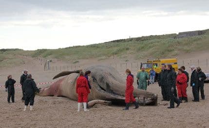 VIDEO: Na obalu izvučen uginuli kit dug 17 metara VIDEO: Na obalu izvučen uginuli kit dug 17 metara