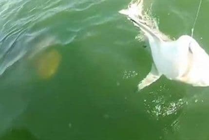 VIDEO: "Čudovište" progutalo morskog psa VIDEO: "Čudovište" progutalo morskog psa