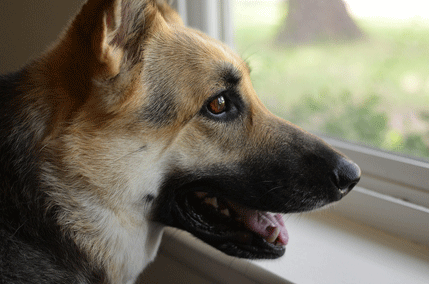 Šta vam pas poručuje lavežom? Šta vam pas poručuje lavežom?