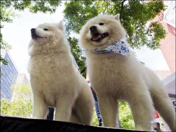 Za izložbu pasa prijavilo se 300 domaćih učesnika Za izložbu pasa prijavilo se 300 domaćih učesnika