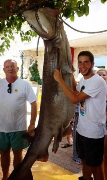 Rafailovići: Ulovljen morski pas od 2,8 metara Rafailovići: Ulovljen morski pas od 2,8 metara