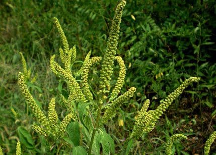 Cvjetanja ambrozije u jeku, zaštitite se od alergije Cvjetanja ambrozije u jeku, zaštitite se od alergije