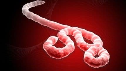 SZO: U tri dana ebolom zaražene 142 osobe SZO: U tri dana ebolom zaražene 142 osobe