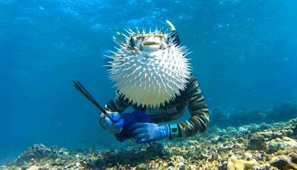 FOTO: Naduvana riba upala roniocu u kadar FOTO: Naduvana riba upala roniocu u kadar