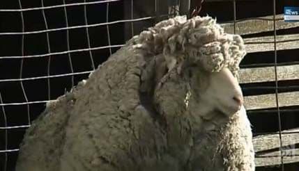 Kako izgleda ovan nakon šest godina bjekstva od šišanja? Kako izgleda ovan nakon šest godina bjekstva od šišanja?