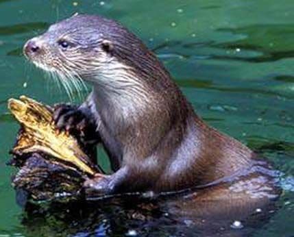 Vidra koja je bila dovedena do istrijebljenja ponovo na jezeru! Vidra koja je bila dovedena do istrijebljenja ponovo na jezeru!