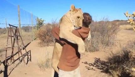 Lavlja radost: Ovakav zagrljaj još nijeste viđeli! Lavlja radost: Ovakav zagrljaj još nijeste viđeli!