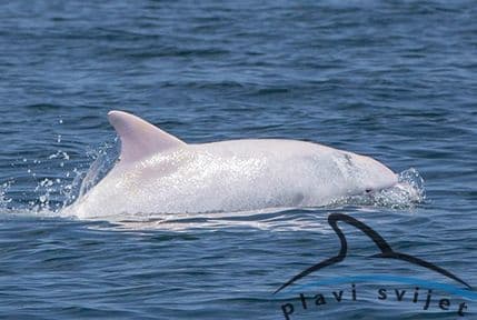 Bijeli delfin viđen u Hrvatskoj možda dođe i do našeg dijela Jadrana Bijeli delfin viđen u Hrvatskoj možda dođe i do našeg dijela Jadrana