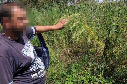 Šumadijska Kolumbija: Srpsko selo Brzan poznato po uzgoju marihuane Šumadijska Kolumbija: Srpsko selo Brzan poznato po uzgoju marihuane