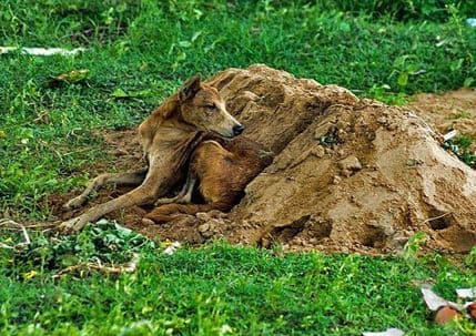 Ne kaže se uzalud "vjeran kao pas" Ne kaže se uzalud "vjeran kao pas"