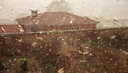 VIDEO: Neviđena najezda skakavaca na jedan grad VIDEO: Neviđena najezda skakavaca na jedan grad