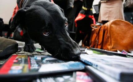 Neobične stvari koje psi mogu da nanjuše Neobične stvari koje psi mogu da nanjuše