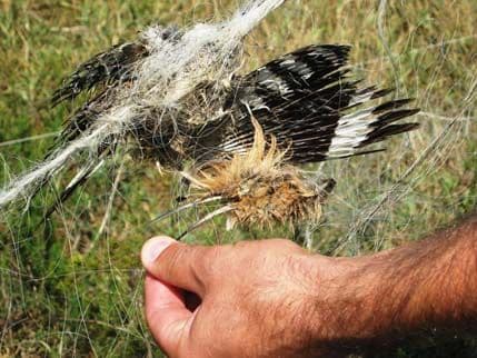 CZIP apeluje da se u Zeti uklone mreže jer u njima stradaju ptice CZIP apeluje da se u Zeti uklone mreže jer u njima stradaju ptice