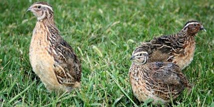 CZIP: Prepelice se masovno love zvučnim mamilicama CZIP: Prepelice se masovno love zvučnim mamilicama