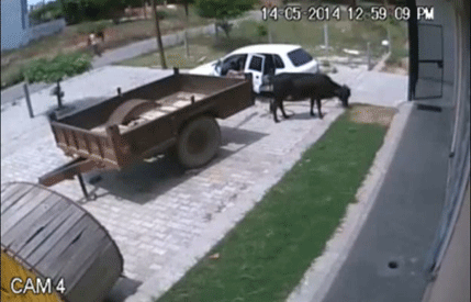 Ovako se otima krava u Rusiji (VIDEO) Ovako se otima krava u Rusiji (VIDEO)