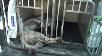 Trajektom iz Hrvatske u Ankonu stigli mrtvi psi Trajektom iz Hrvatske u Ankonu stigli mrtvi psi