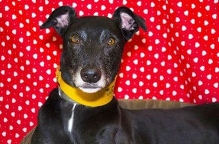 Njega niko ne želi Njega niko ne želi