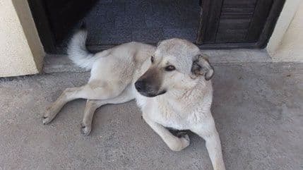 FOTO: Žućo, Čupka, Sara, Bane i Milica traže dom FOTO: Žućo, Čupka, Sara, Bane i Milica traže dom