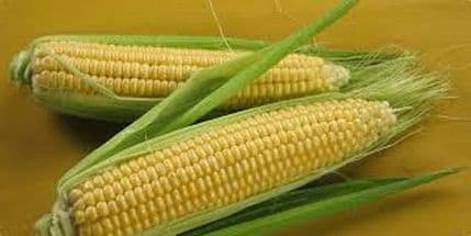 Kukuruz pravi izvor zdravlja Kukuruz pravi izvor zdravlja