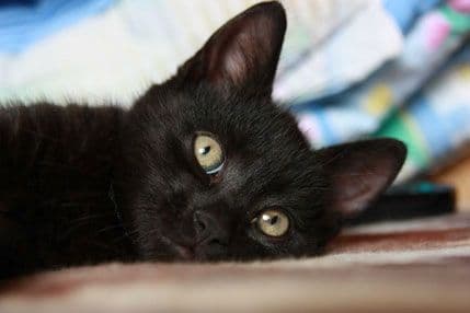 Vatrogasci reanimirali mačku bez svijesti Vatrogasci reanimirali mačku bez svijesti