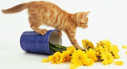 Zašto mačke obaraju stvari? Zašto mačke obaraju stvari?