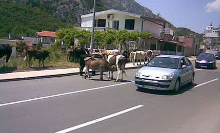 Akcija zvana “Kasapin” za konje i krave koje lutaju Sutomorem Akcija zvana “Kasapin” za konje i krave koje lutaju Sutomorem