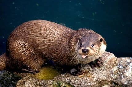 Riječna vidra se vratila u Skadarsko jezero Riječna vidra se vratila u Skadarsko jezero