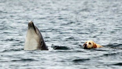 Pas i delfin svakog dana idu na zajedničko kupanje! Pas i delfin svakog dana idu na zajedničko kupanje!